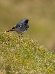 Black redstart, Phoenicurus ochruros