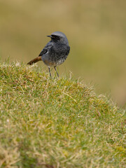 Black redstart, Phoenicurus ochruros