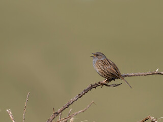 Dunnock or Hedge sparrow, Prunella modularis,