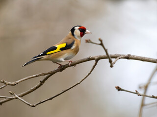 Goldfinch, Carduelis carduelis