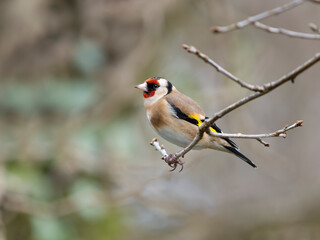 Goldfinch, Carduelis carduelis