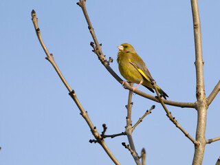 Obraz premium Greenfinch, Chloris chloris,