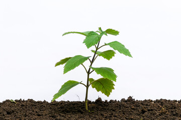 Patchouli leaf oil ingredient on white background isolated	
