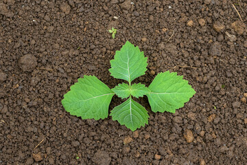 Patchouli leaf oil ingredient on white background isolated	