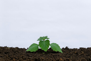 Patchouli leaf oil ingredient on white background isolated	