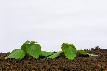 Patchouli leaf oil ingredient on white background isolated	