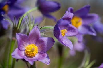 Beautiful purple pulsatilla flowers blooming in spring, covered with fresh water drops