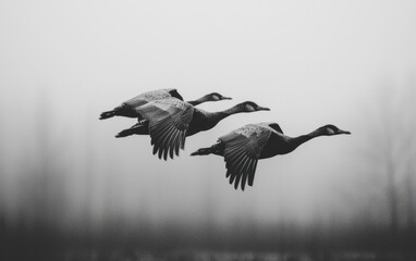 Obraz premium Three geese in flight, monochrome, misty background.