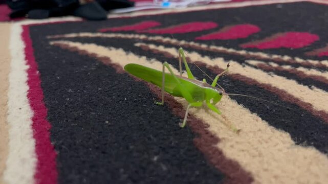 young green grasshopper convulsing on the red carpet