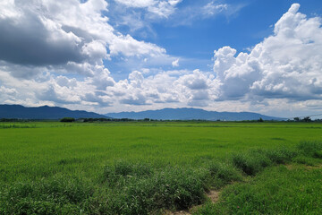 Obraz premium Green rice field growing with mountains and cloudy sky background