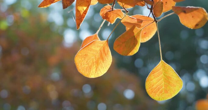 Late autumn: admiring and enjoying the autumn foliage.
