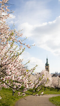 Brancheof a flowering almond tree against the background of an old tower with a green spire verticaly for story