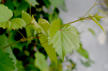 fresh green young grape leaf branches on blurred background