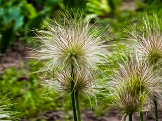 Close up of fluffy withered alpine anemone pasque flower, floral background with copy space