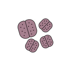 Meningococcus colored icon