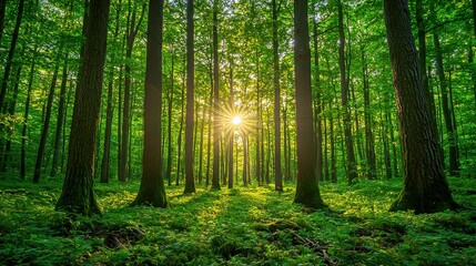 Naklejka premium Bright Morning in a Sunny Forest