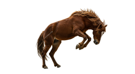 Horse Jumping isolated on transparent background, Horse Jump PNG