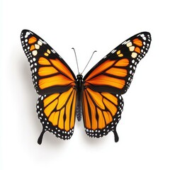 Fototapeta premium A vibrant monarch butterfly resting gracefully against a pure white backdrop, showcasing its striking colors.