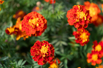 Fototapeta premium Flowering marigold in nature. Macro of flowering marigold. Orange tagetes flower. Natural flower blossom. Flora nature. Bright blooming flower in nature. Marigold flower. Blooming nature