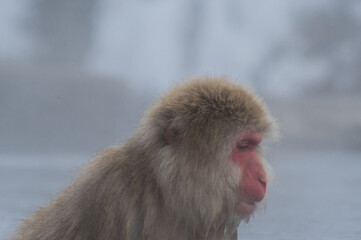 Naklejka premium Wild monkey in hot spring, Japan