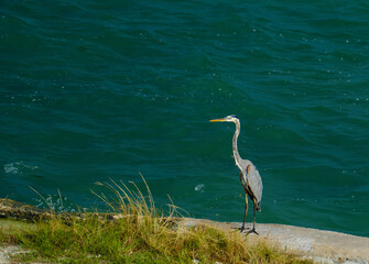 A beautiful heron on the rocky ledge in the Gulf of Mexico or gulf of America in the Florida Keys