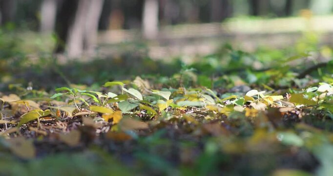 Late autumn: admiring and enjoying the autumn foliage.
