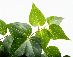 Obraz premium Ivy Hedera Plant Gracefully Isolated on a White Background