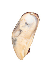 Side view of one cooked green mussels meat isolated with clipping path in png file format