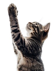 Fototapeta premium Adorable Tabby Cat with Delicate Features Gracefully Reaching Upward in a Bright Scene : Generative AI