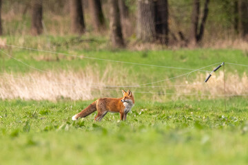 Fuchs auf Pferdeweide