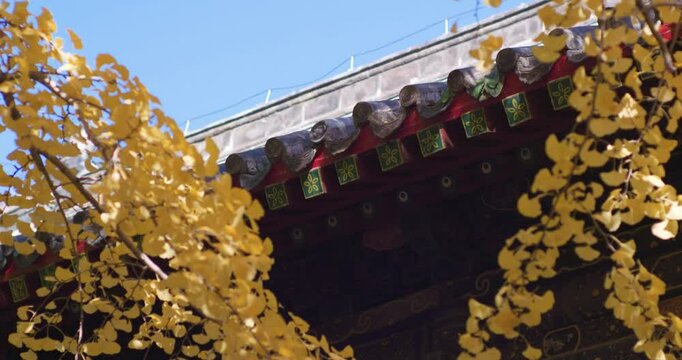 Asian Chinese women taking photos while hiking and exploring the ancient architecture and forest of Dai Temple.