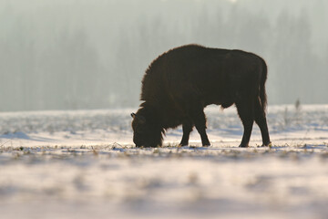 Żubr (Bos bonasus), wisent © Bartosz Rakoczy
