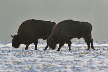 Żubr (Bos bonasus), wisent © Bartosz Rakoczy