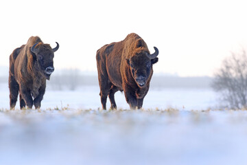 Żubr (Bos bonasus), wisent © Bartosz Rakoczy