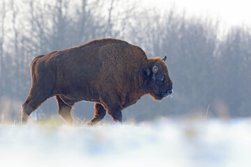 Żubr (Bos bonasus), wisent © Bartosz Rakoczy