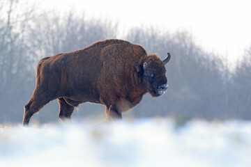 Żubr (Bos bonasus), wisent © Bartosz Rakoczy