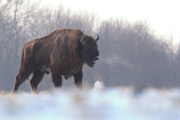 Żubr (Bos bonasus), wisent © Bartosz Rakoczy