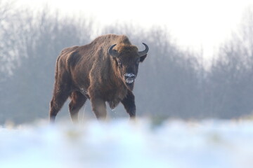 Żubr (Bos bonasus), wisent © Bartosz Rakoczy