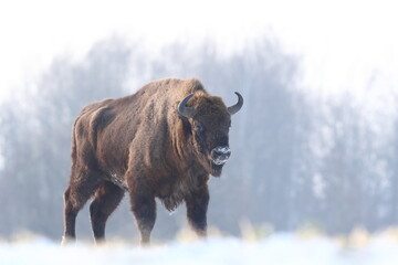 Żubr (Bos bonasus), wisent