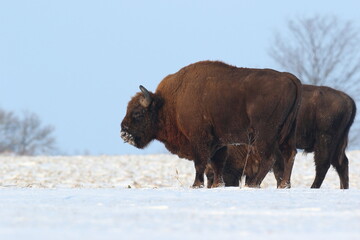 Żubr (Bos bonasus), wisent © Bartosz Rakoczy