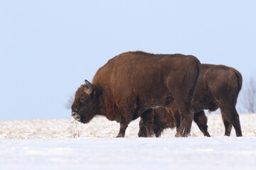 Żubr (Bos bonasus), wisent © Bartosz Rakoczy