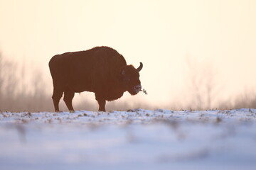Żubr (Bos bonasus), wisent