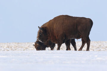 Żubr (Bos bonasus), wisent © Bartosz Rakoczy