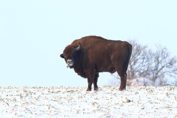Żubr (Bos bonasus), wisent © Bartosz Rakoczy