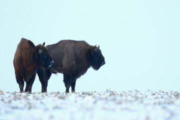 Żubr (Bos bonasus), wisent © Bartosz Rakoczy