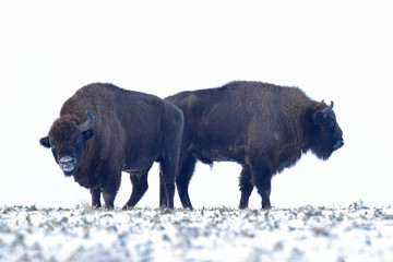 Żubr (Bos bonasus), wisent © Bartosz Rakoczy