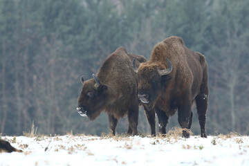 Żubr (Bos bonasus), wisent © Bartosz Rakoczy