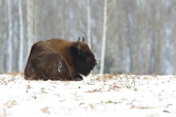 Żubr (Bos bonasus), wisent © Bartosz Rakoczy