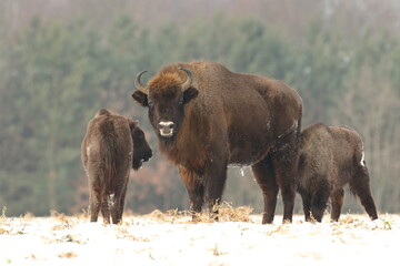 Żubr (Bos bonasus), wisent © Bartosz Rakoczy