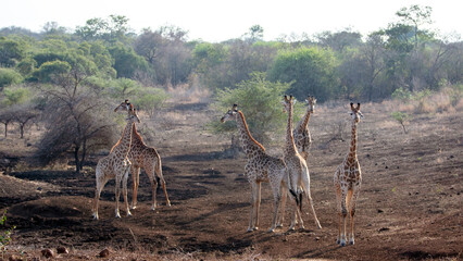Herd of six bachelor giraffes at a drying waterhole in Africa